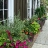 Potted Flowers